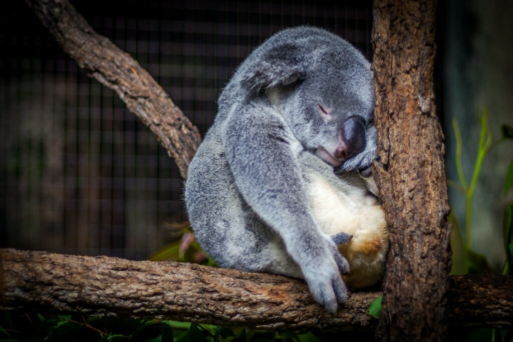 baby koala sleeping on a tree branch